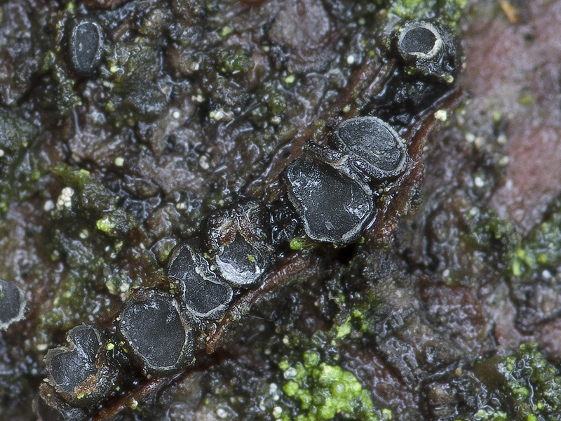 Grovesiella abieticola
